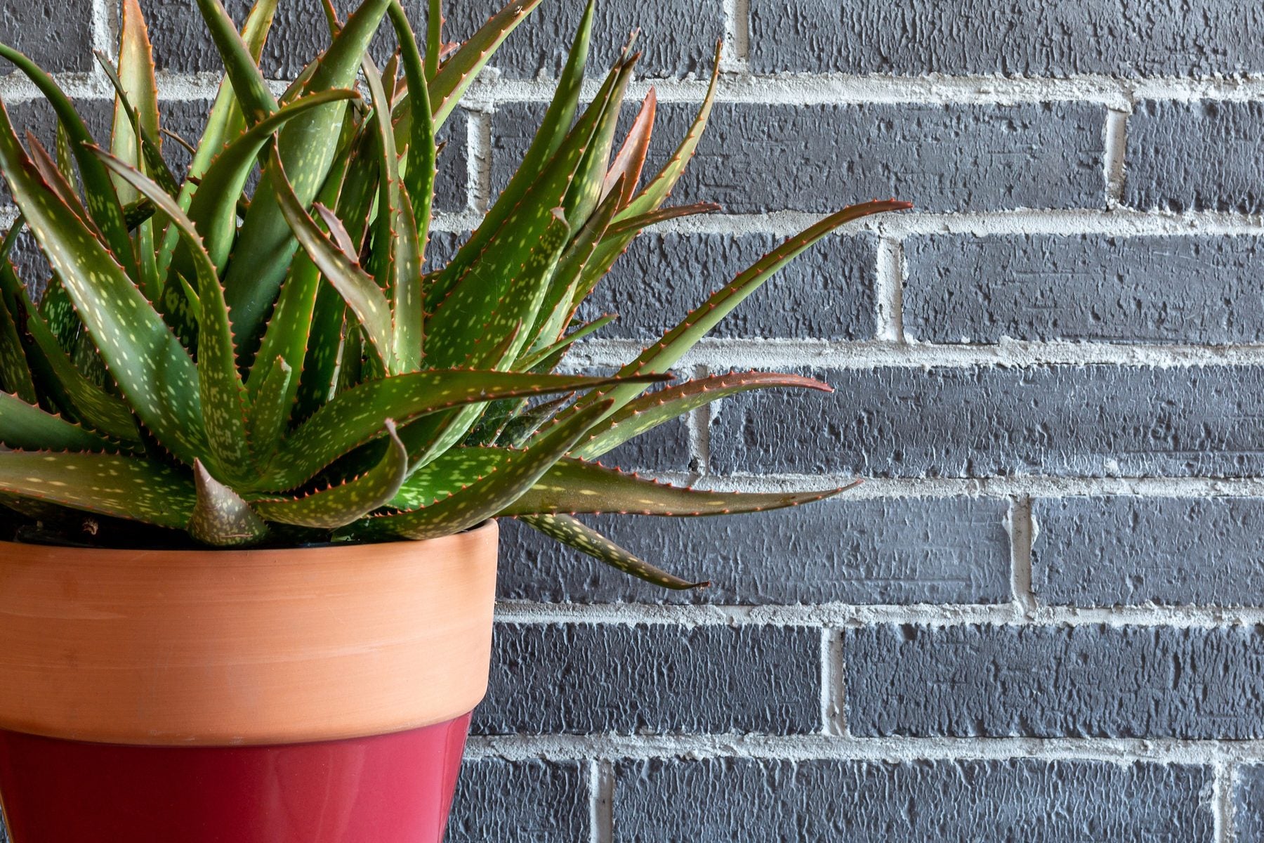 University Brick Veneer in 2 by 11 Charcoal Gray, straight on
