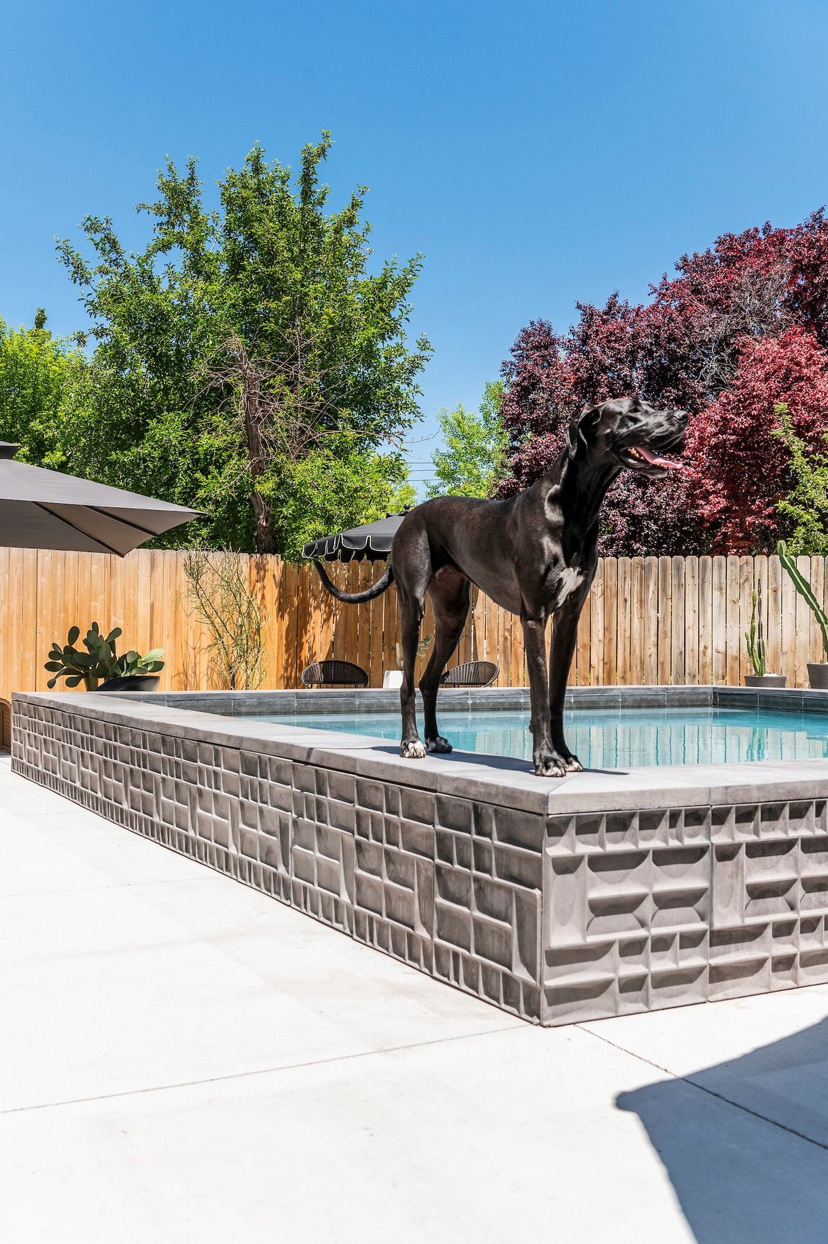 M3LD Bruin panels in Natural Gray facing a raised pool surround, with a Great Dane standing on the coping