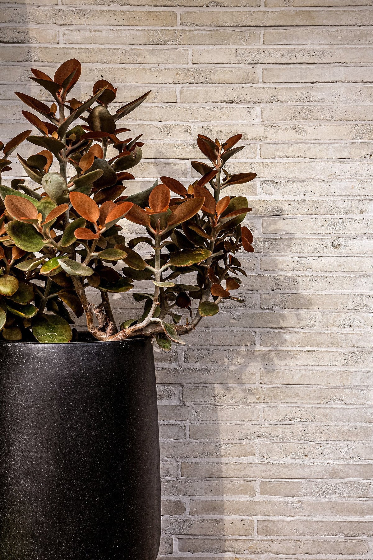 Potted plant against Early Gray brick